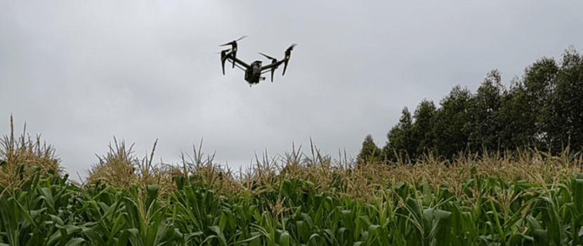 Sistema faz contagem automática de plantas na lavoura por imagens de drones