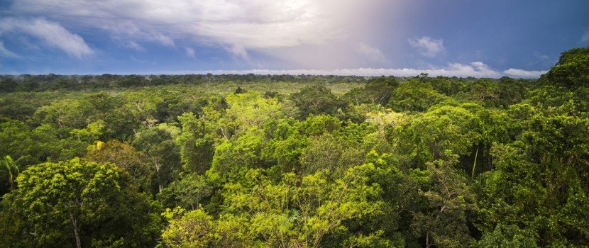 Empresas lançam plataforma para monitorar desmatamento na Amazônia